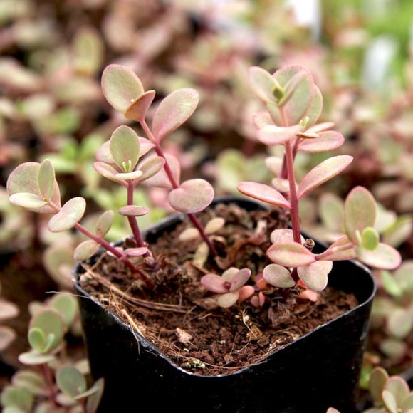 5 Live Perennial Sedum SunSparkler® 'Firecracker' Stonecrop Plants Flowers - Picture 4 of 7